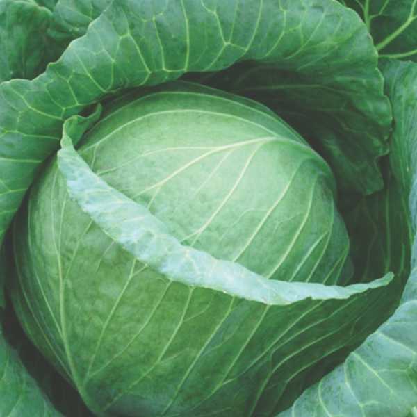 WONDER BALL Cabbage SEMINIS